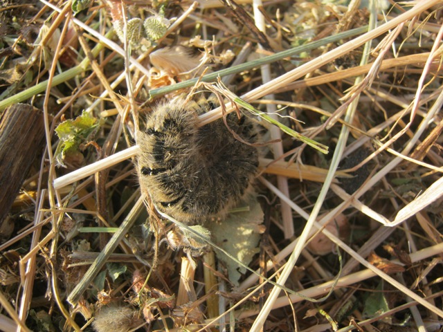 Bruco sul fieno - Lasiocampa (Pachygastria) trifolii